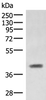 Western blot analysis of Mouse liver tissue lysate  using SAMSN1 Polyclonal Antibody at dilution of 1:1000