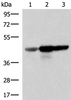 Western blot analysis of Human fetal brain tissue HepG2 and HT29 cell lysates  using FDFT1 Polyclonal Antibody at dilution of 1:1000