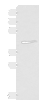 Western blot analysis of Mouse lung tissue lysate  using SMPD2 Polyclonal Antibody at dilution of 1:1000