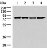 Western blot analysis of 293T cell lysates  using AKAP17A Polyclonal Antibody at dilution of 1:650