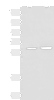 Western blot analysis of 231 and HepG2 cell lysates  using FKBP4 Polyclonal Antibody at dilution of 1:900