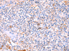 Immunohistochemistry of paraffin-embedded Human tonsil tissue  using FUCA2 Polyclonal Antibody at dilution of 1:70(×200)
