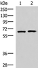 Western blot analysis of 293T and Jurkat cell lysates  using GPKOW Polyclonal Antibody at dilution of 1:2000