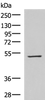 Western blot analysis of HepG2 cell lysate  using FDXR Polyclonal Antibody at dilution of 1:1000