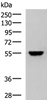 Western blot analysis of 293T cell lysate  using KPNA2 Polyclonal Antibody at dilution of 1:1000