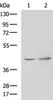 Western blot analysis of Human heart tissue Hela cell lysates  using PAK1IP1 Polyclonal Antibody at dilution of 1:900