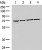 Western blot analysis of 293T Raji Jurkat HepG2 cell lysates  using CBFA2T2 Polyclonal Antibody at dilution of 1:1000