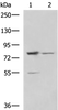 Western blot analysis of LO2 and 231 cell lysates  using SORBS2 Polyclonal Antibody at dilution of 1:800