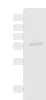 Western blot analysis of A549 cell lysate  using GPCPD1 Polyclonal Antibody at dilution of 1:800