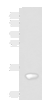 Western blot analysis of Rat kidney tissue lysate  using FAM19A4 Polyclonal Antibody at dilution of 1:650