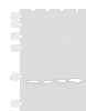 Western blot analysis of Jurkat HepG2 Hela and Raji cell lysates  using MRPL42 Polyclonal Antibody at dilution of 1:800