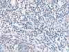 Immunohistochemistry of paraffin-embedded Human tonsil tissue  using MYL1 Polyclonal Antibody at dilution of 1:50(×200)