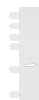 Western blot analysis of Human muscle tissue lysate  using TNNC2 Polyclonal Antibody at dilution of 1:400