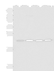 Western blot analysis of K562 A172 Jurkat LOVO cell lysates  using MRPL40 Polyclonal Antibody at dilution of 1:1000