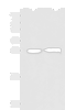 Western blot analysis of 293T cell lysates  using CCDC134 Polyclonal Antibody at dilution of 1:800