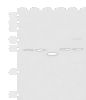 Western blot analysis of 293T cell lysates  using PSMA6 Polyclonal Antibody at dilution of 1:1000