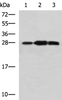 Western blot analysis of Mouse kidney tissue Raji and Jurkat cell lysates  using PLEKHF2 Polyclonal Antibody at dilution of 1:1400