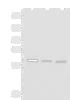 Western blot analysis of Human cerebrum tissue Human cerebella tissue Mouse brain tissue lysates  using ENKD1 Polyclonal Antibody at dilution of 1:1150