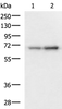 Western blot analysis of 293T and HepG2 cell lysates  using PAIP1 Polyclonal Antibody at dilution of 1:1150