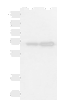 Western blot analysis of 293T and HepG2 cell lysates  using PAIP1 Polyclonal Antibody at dilution of 1:1150