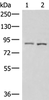 Western blot analysis of 231 and HepG2 cell lysates  using CUL4A Polyclonal Antibody at dilution of 1:600