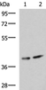 Western blot analysis of Human cerebrum tissue and Mouse brain tissue lysates  using PROKR2 Polyclonal Antibody at dilution of 1:800