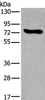 Western blot analysis of NIH/3T3 cell lysate  using KEAP1 Polyclonal Antibody at dilution of 1:600