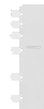 Western blot analysis of Mouse eye tissue lysate  using SLC5A1 Polyclonal Antibody at dilution of 1:500