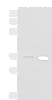 Western blot analysis of HepG2 cell and Mouse brain tissue lysates  using MAF Polyclonal Antibody at dilution of 1:550