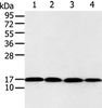 Western blot analysis of 293T and Jurkat cell  using UBE2I Polyclonal Antibody at dilution of 1:650