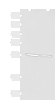 Western blot analysis of LOVO and LO2 cell lysates  using ECM1 Polyclonal Antibody at dilution of 1:650