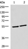Western blot analysis of Raji and Jurkat cell lysates  using IRF2 Polyclonal Antibody at dilution of 1:1350