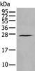 Western blot analysis of Human fetal brain tissue lysate  using HAND1 Polyclonal Antibody at dilution of 1:400
