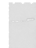 Western blot analysis of Hela cell Mouse kidney tissue and Human colorectal cancer tissue lysates  using YY2 Polyclonal Antibody at dilution of 1:800