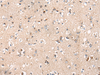 Immunohistochemistry of paraffin-embedded Human brain tissue  using C14orf2 Polyclonal Antibody at dilution of 1:60(×200)