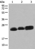 Western blot analysis of Mouse brain tissue Rat brain tissue and Human cerebrum tissue lysates  using CEND1 Polyclonal Antibody at dilution of 1:500