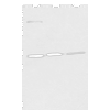 Western blot analysis of 293T Hela and A431 cell lysates  using MORF4L2 Polyclonal Antibody at dilution of 1:500