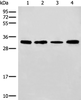 Western blot analysis of 293T and NIH/3T3 cell Mouse liver tissue lysates  using ERCC1 Polyclonal Antibody at dilution of 1:600