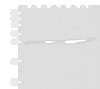 Western blot analysis of Hela HT-29 and HEPG2 cell Human liver tissue Human fetal liver tissue Mouse liver tissue and Human fetal brain tissue lysates  using NIPSNAP2 Polyclonal Antibody at dilution of 1:400