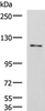 Western blot analysis of LO2 cell lysate  using FNIP2 Polyclonal Antibody at dilution of 1:1000