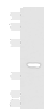 Western blot analysis of Human heart tissue lysate  using FOXI1 Polyclonal Antibody at dilution of 1:800