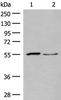 Western blot analysis of Human placenta tissue and PC3 cell lysates  using SLC2A8 Polyclonal Antibody at dilution of 1:400