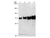 Western Blot analysis of 0.05-0.4ug BSA using BSA Polyclonal Antibody at dilution of 1:1150