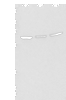 Western blot analysis of 293T cell lysates  using BRD9 Polyclonal Antibody at dilution of 1:550