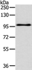 Western blot analysis of Hela cell  using EPHA3 Polyclonal Antibody at dilution of 1:400