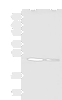Western blot analysis of 293T and A549 cell lysates  using CD63 Polyclonal Antibody at dilution of 1:800