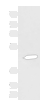 Western blot analysis of A431 cell lysate  using ASB10 Polyclonal Antibody at dilution of 1:800