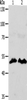 Western blot analysis of HT29 cells hela cells  using ZWILCH  Polyclonal Antibody at dilution of 1:1750