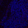 Immunofluorescence analysis of paraffin-embedded Human tonsil  using CD19 Polyclonal Antibody at dilution of 1:200.