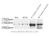 Western Blot analysis of various samples using NOS3 Polyclonal Antibody at dilution of 1:1000.